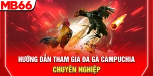 Đá Gà Campuchia - Hướng Dẫn Tham Gia Chuyên Nghiệp