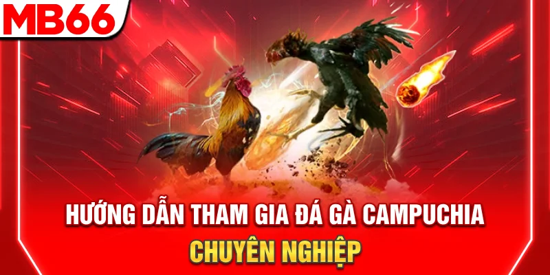 Đá Gà Campuchia - Hướng Dẫn Tham Gia Chuyên Nghiệp
